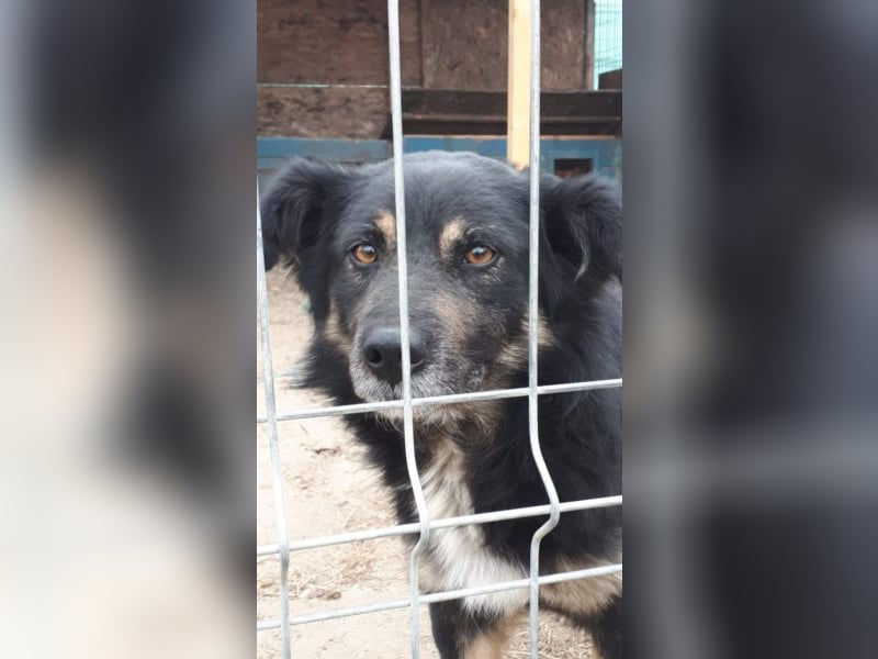 Spencer - schöner Bub sucht Abenteuerfamilie! 