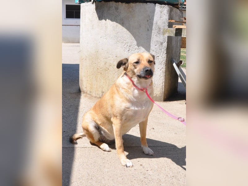 Hündin ♥ Micka ♥ liebt alle: Menschen, Hunde und auch Katzen
