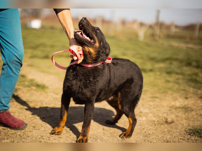 Aktiver Ares sucht seine aktiven Menschen