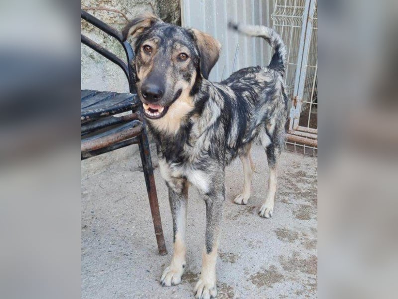 Mili-HSH-Rüde: braucht Liebe & Vertrauen