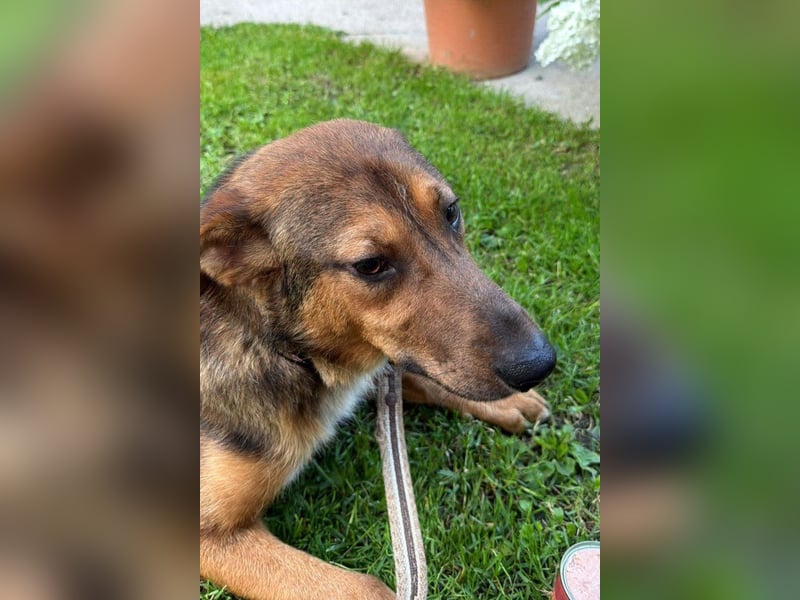 HUGO❤️wer zeigt diesem liebenswerten Charmeur, wie sich Zuhause anfühlt?