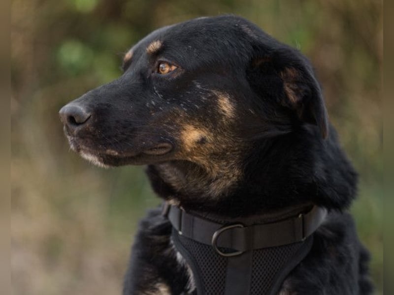 Percy ❤️ aufgeschlossen & verkuschelt!