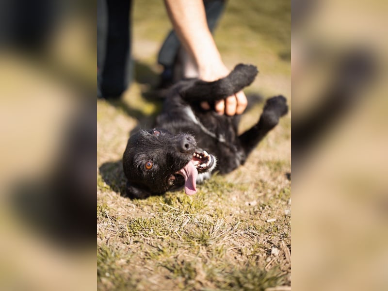 LEMMY❤️in 21075 Hamburg: ein harmonischer, treuer Begleiter sucht sein Happy End