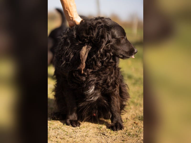 Norman - ein rundum toller Rüde