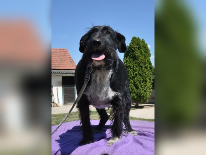 Familienrüde Tinko  - Schnauzer-Mix sucht sein Glück