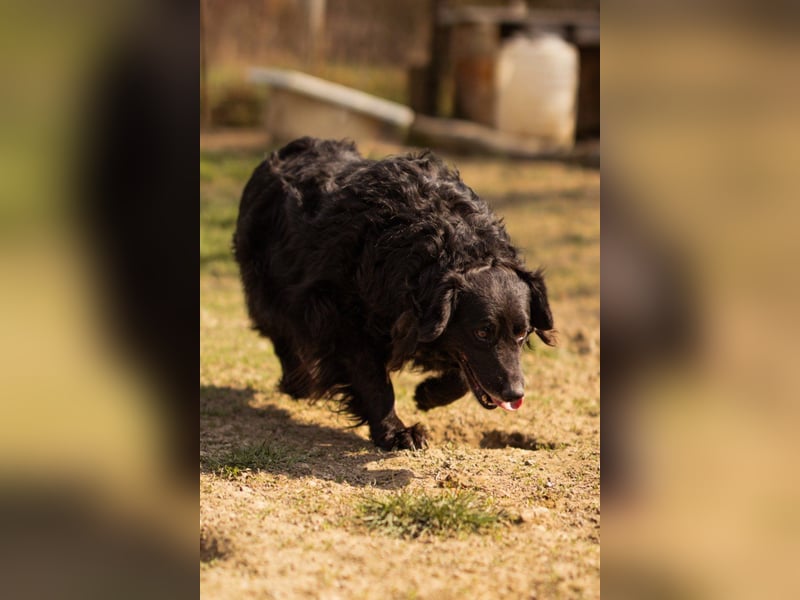Norman - ein rundum toller Rüde