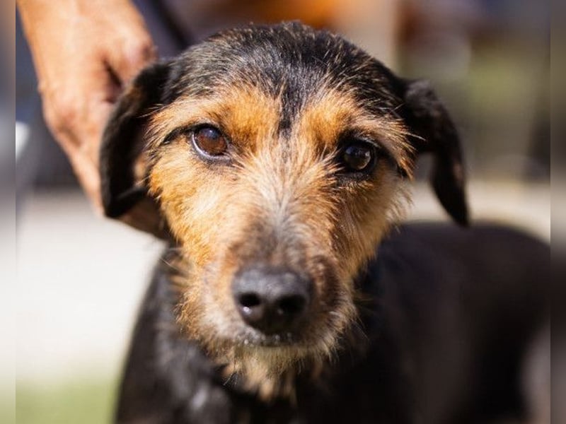 RICARDA❤️sanfte Terrier-Dame mit großem Herz sucht liebevolles Zuhause