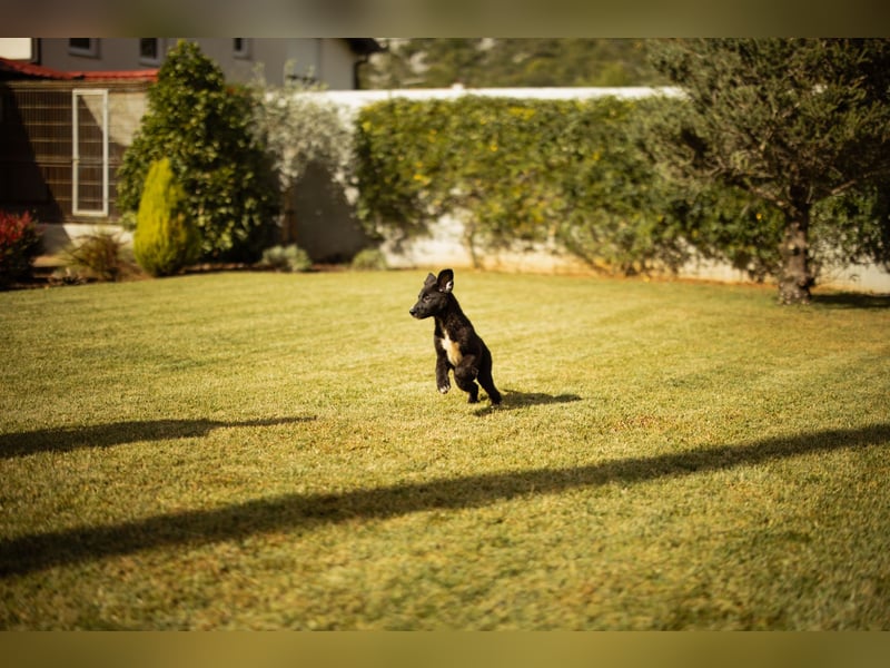 Taya ❤️ frohes, neugieriges Welpenmädl