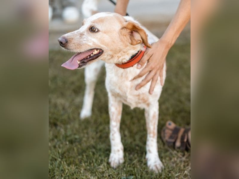 Lucy ❤️ liebe + gutmütige Zuckerschnute