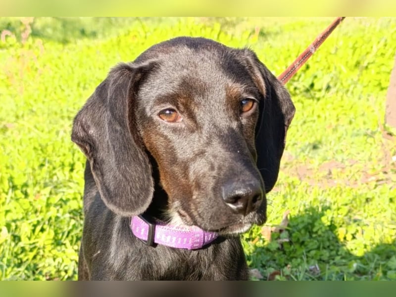 Luna ❤️ fröhliches, aktives Hundemädchen