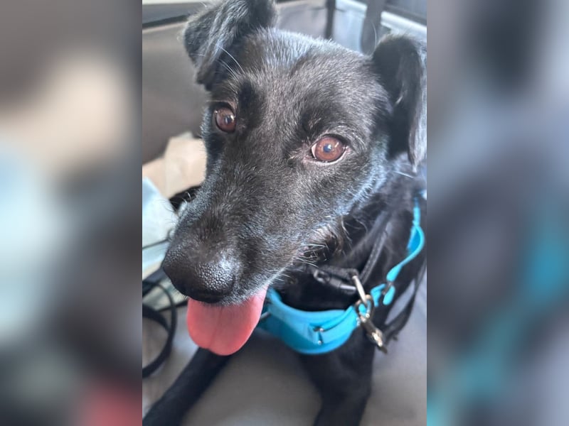Ebony ❤️ wartet in 51469 Bergisch Gladbach auf dich