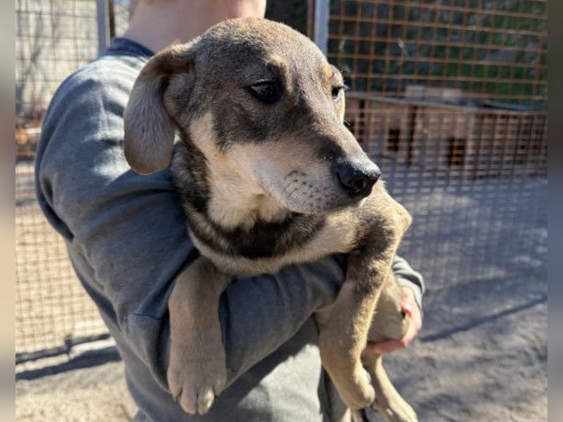 Lebensfrohe ♥ Pika ♥ sucht ihre treuen Menschen