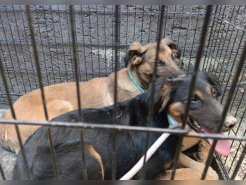 Kleine, schüchterne Vaiana = sucht Liebe und Treue