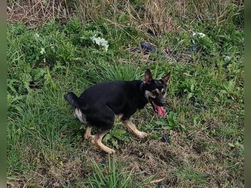 Otto ❤️ so freundlich und verträglich!