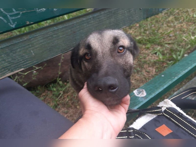 GoodBoy ♥Buddy♥ sucht seinen treuen Buddy auf 2 Beinen