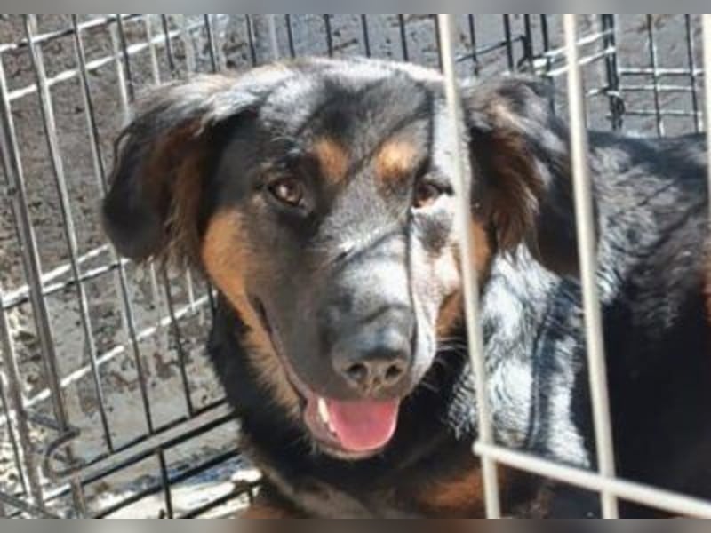 Kleine, schüchterne Vaiana = sucht Liebe und Treue