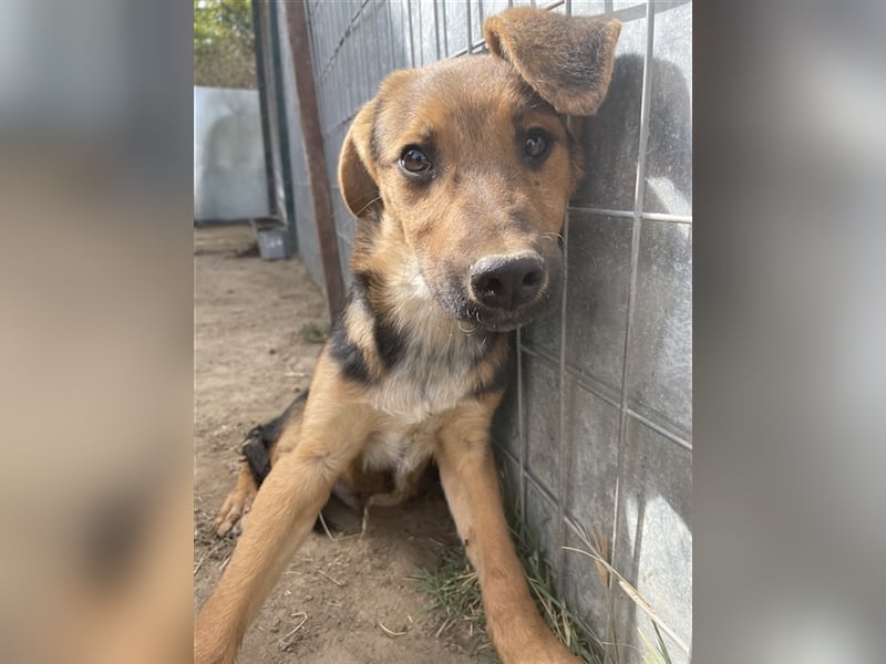 Houston, geb. ca. 07/2023, lebt in GRIECHENLAND, auf einer privaten Pflegestelle