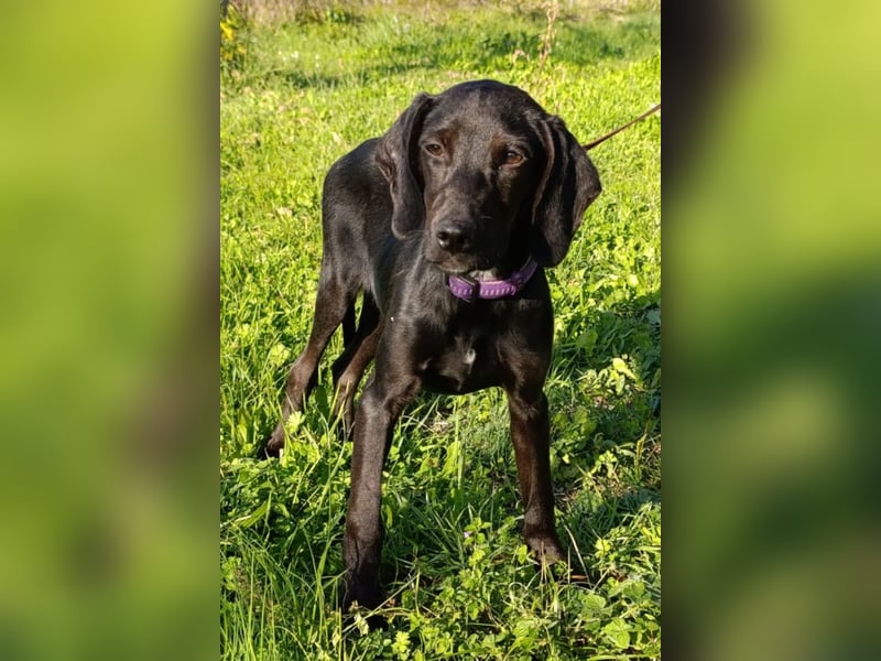 Luna ❤️ fröhliches, aktives Hundemädchen