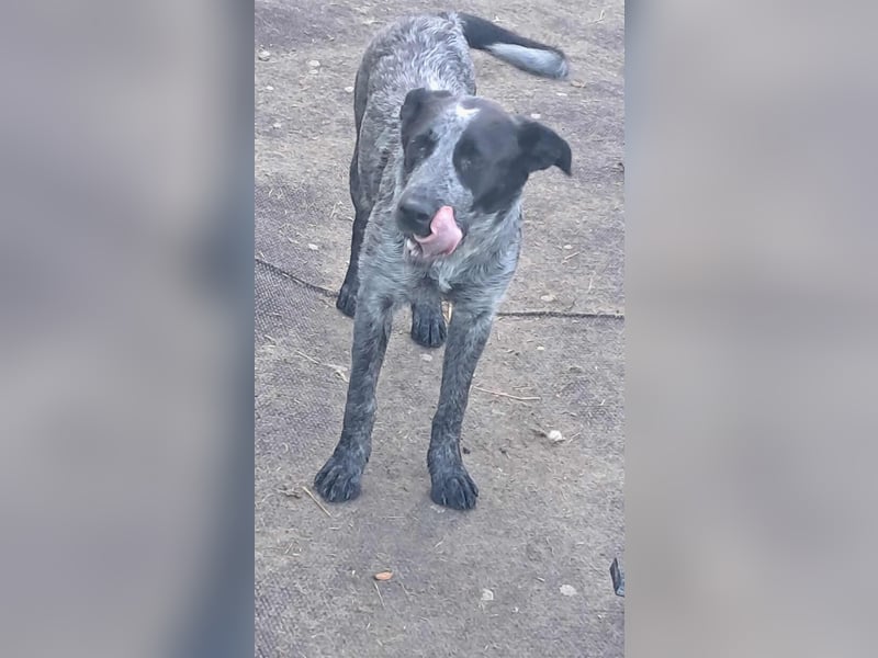 Berta, Hundemädchen sucht liebevolle Hände