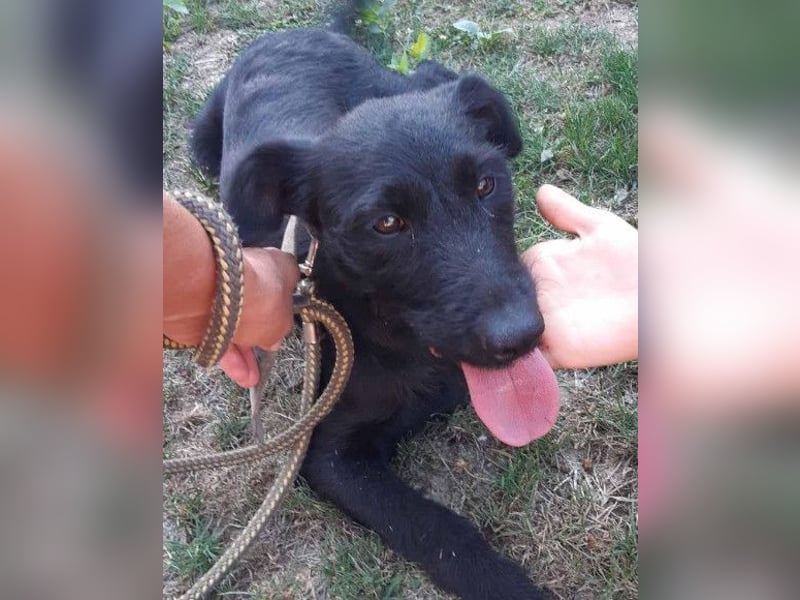 Traumhündin Ebony ❤️ verträglich, lieb, offen!