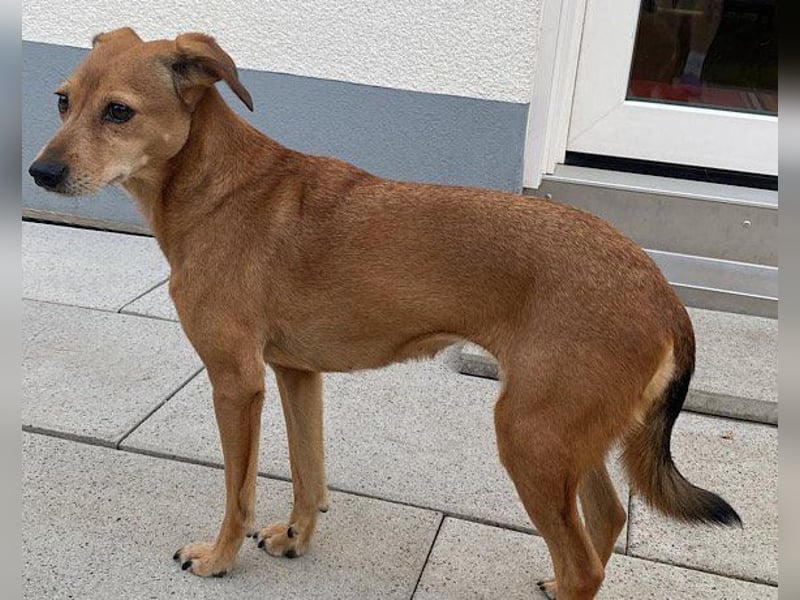 Notfellchen-Mathilda ❤ wartet in 90427 Nürnberg