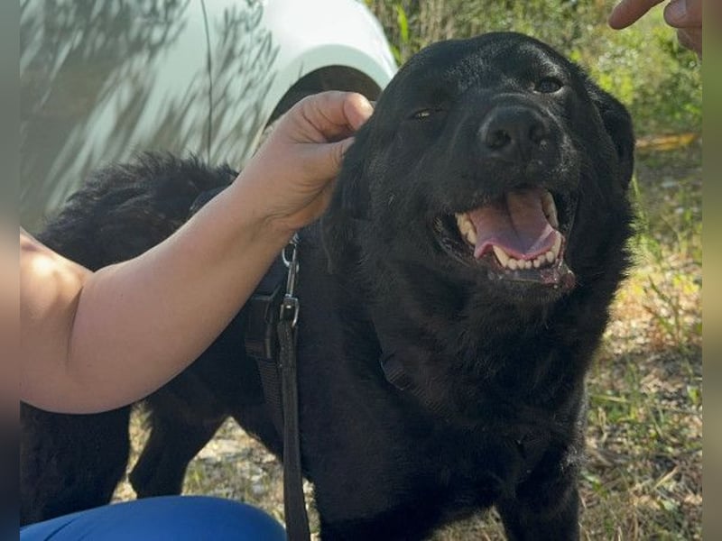 Bruce ❤️ Sanftmütig, loyal, verschmust! Bruce ❤️ Sanftmütig, loyal, verschmust!