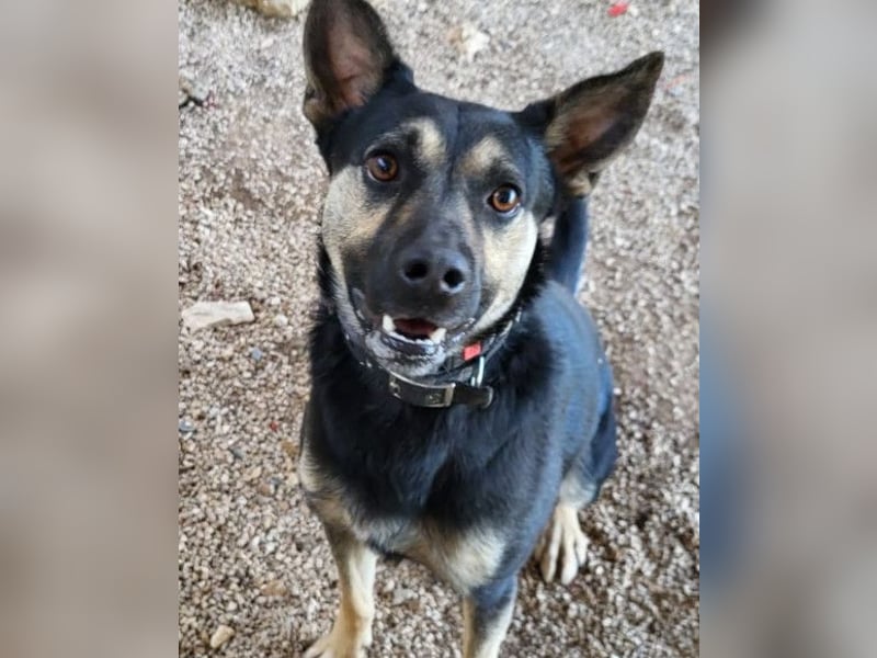 Otto ❤️ so freundlich und verträglich! Otto ❤️ so freundlich und verträglich!