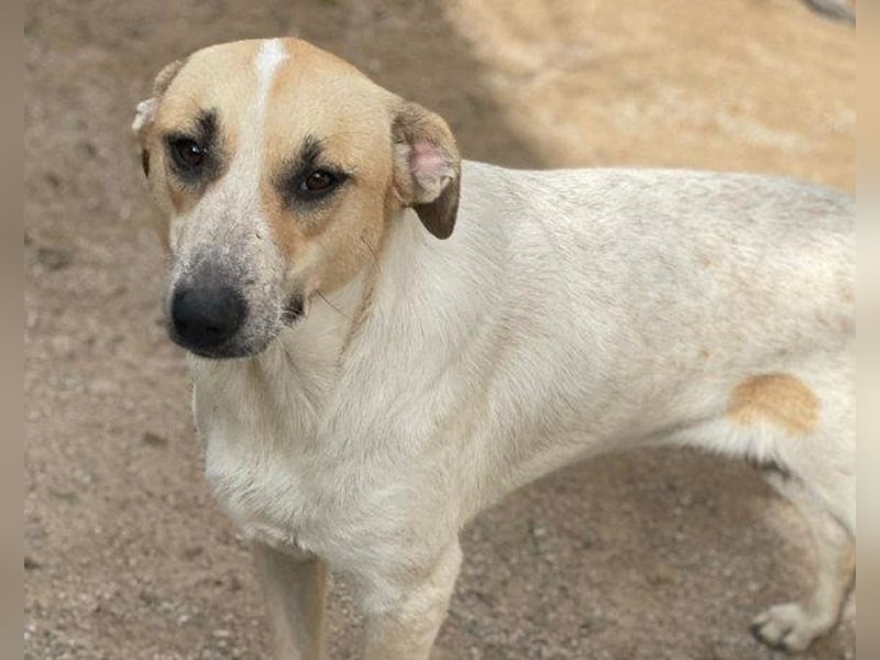 Liebe Nala möchte bei dir einziehen ❤