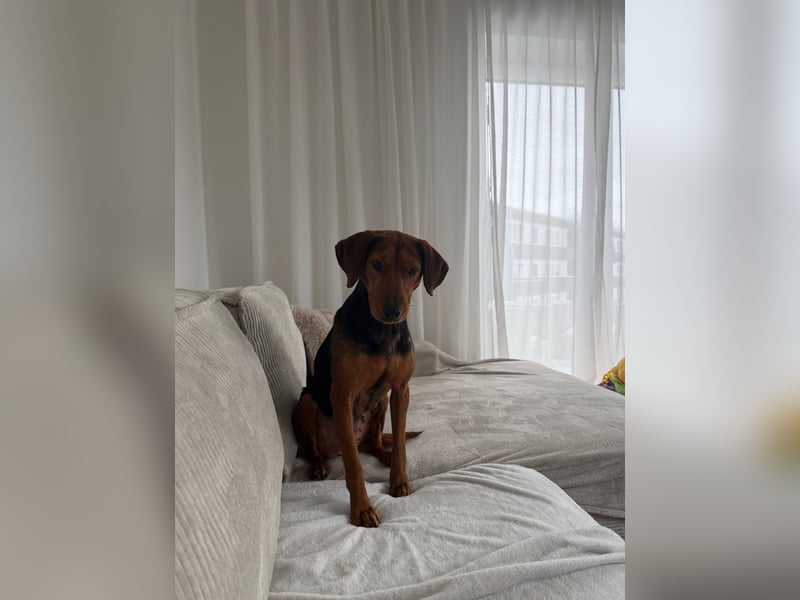 Holly ruhige, verschmuste Hündin sucht ihr Für-immer-Zuhause