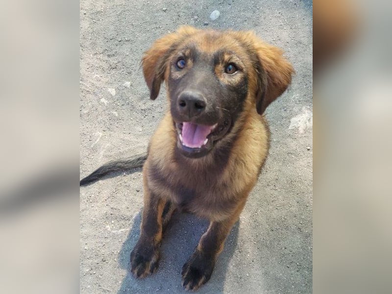 Bub ♥Bertie♥ lieber, fröhlicher Jungrüde