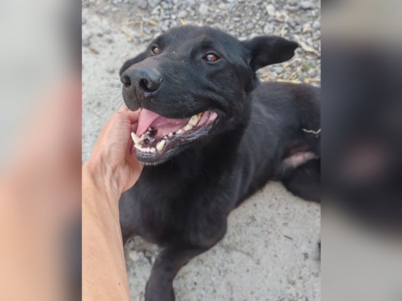 Blacky Aron ♥️ so verschmuster & verspielter Rüde