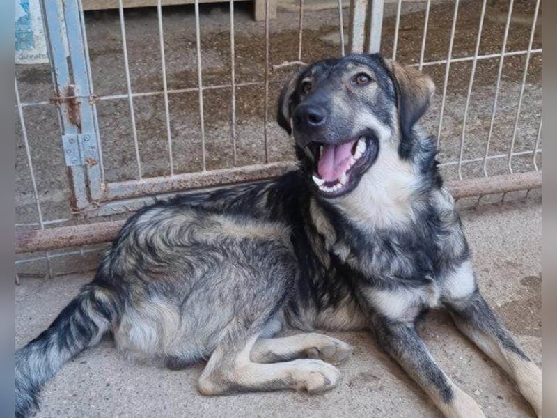 Mili-HSH-Rüde: braucht Liebe & Vertrauen