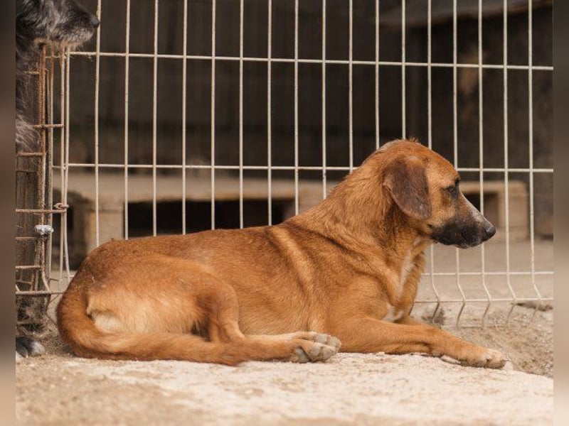 Sanfter ♥Amigo♥ erwartet dich bereits in 74749 Rosenberg