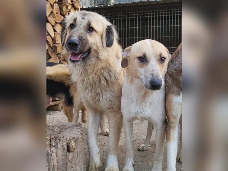 Liebe Nala möchte bei dir einziehen