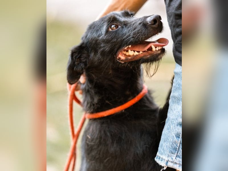 Traumhündin Ebony ❤️ verträglich, lieb, offen!