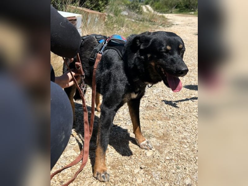 Percy ❤️ aufgeschlossener & verkuschelter Hundeschatz!