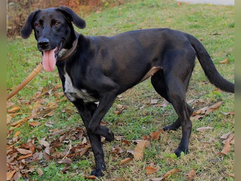 Xena - lebensfrohe, aktive, liebe Hündin