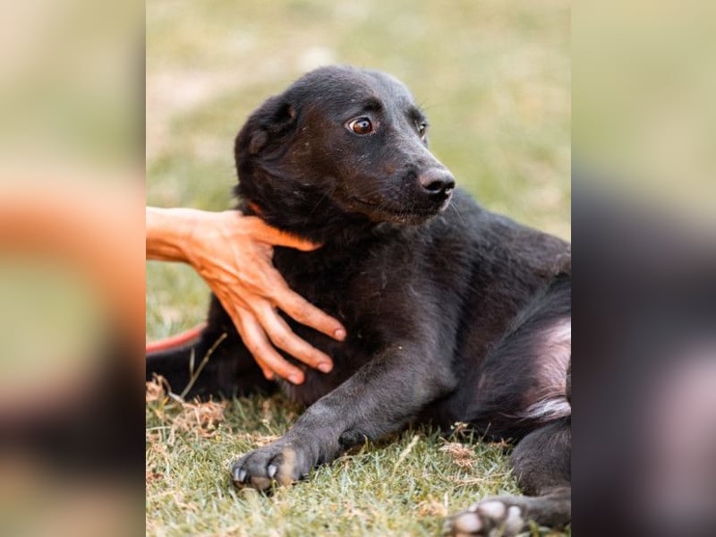 CHUNA❤️freundliche, neugierige & absolut liebenswerte Schmusepfote