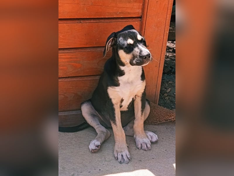 Lykka ❤️ fröhliches, verspieltes & neugieriges Hundemädchen