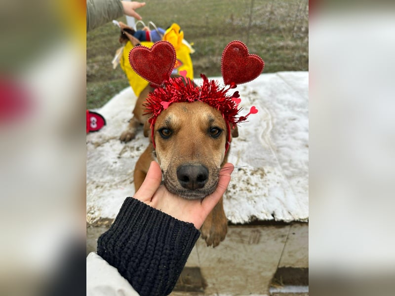 Mandy, hübsches junges Hundemädchen sucht Anschluß