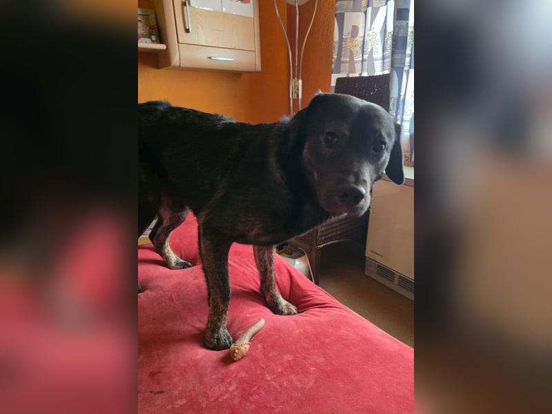 Notfellchen SHADOW❤️in 69198 Schriesheim, dringend Not-PS oder Für-Immer-Zuhause gesucht