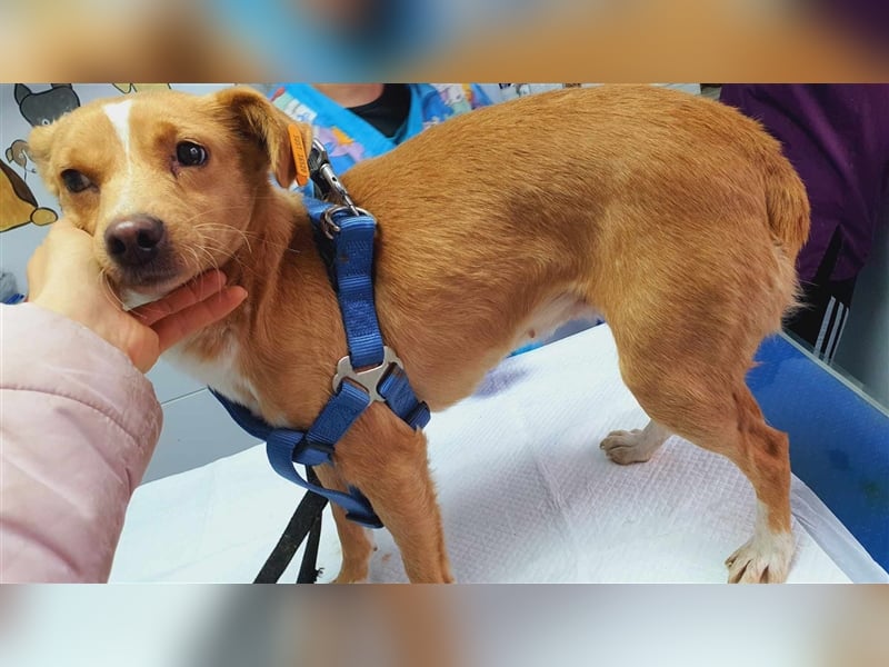 Natali sucht ihr Zuhause