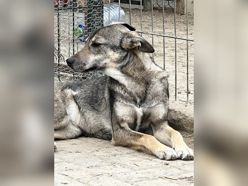 Susie sucht ihr Für-Immer-Zuhause