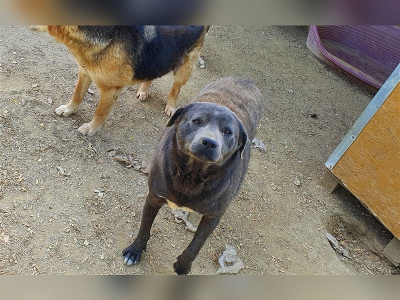 Akamaru die treue Seele