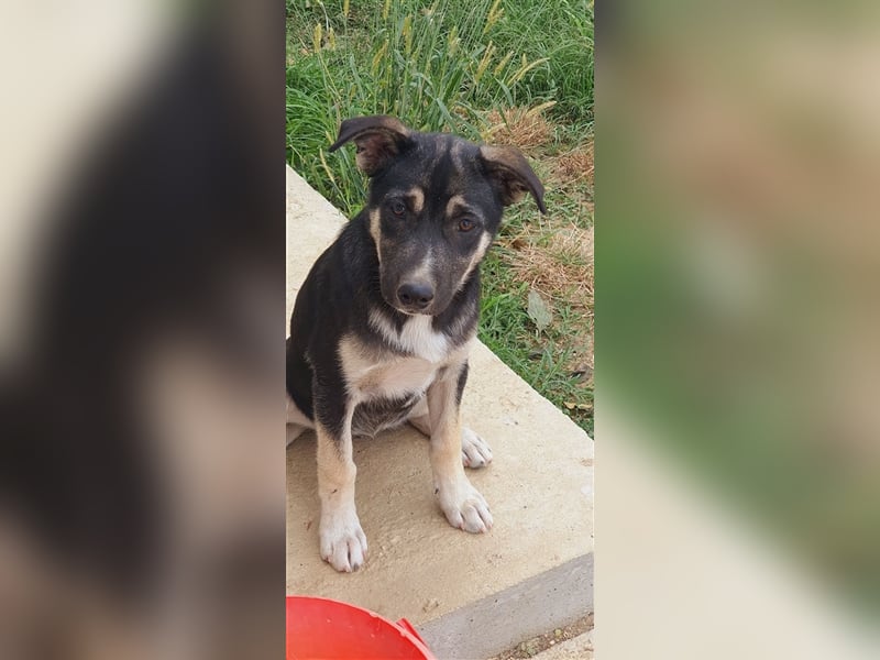 Chayenne sucht Körbchen auf Lebenszeit