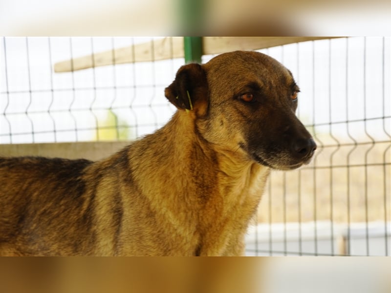 Guarida sucht ihr kuscheliges Zuhause