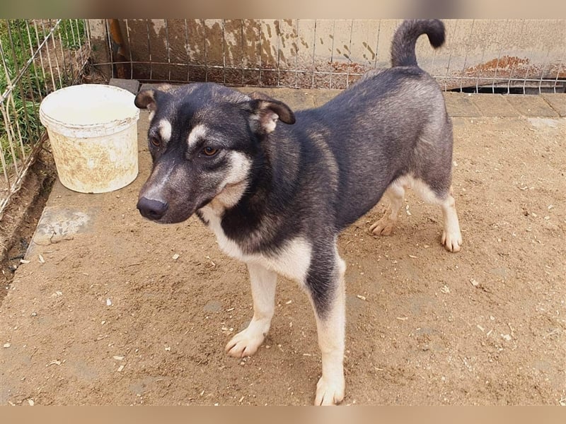 Chayenne sucht Körbchen auf Lebenszeit