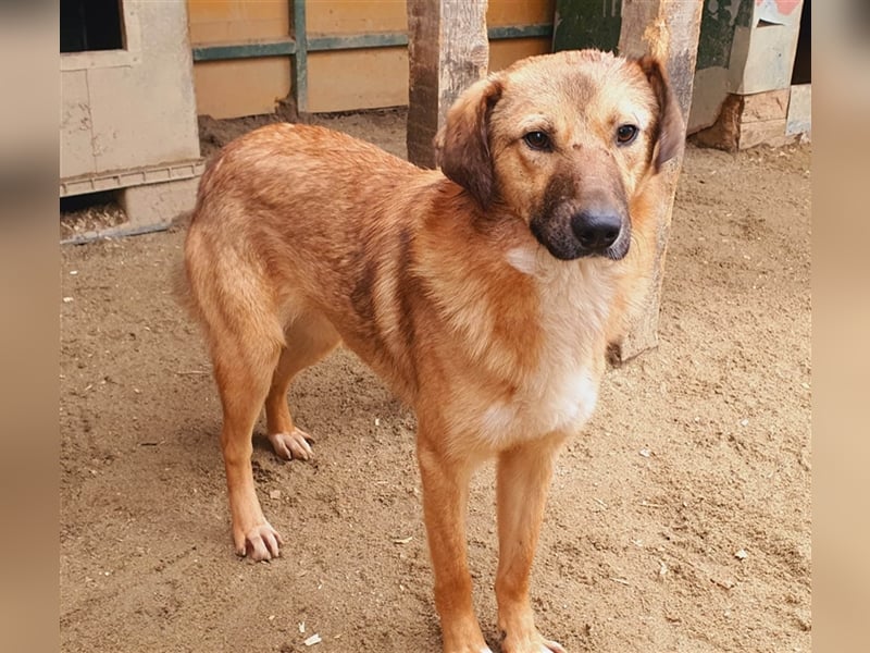 Milo wünscht sich ein Zuhause