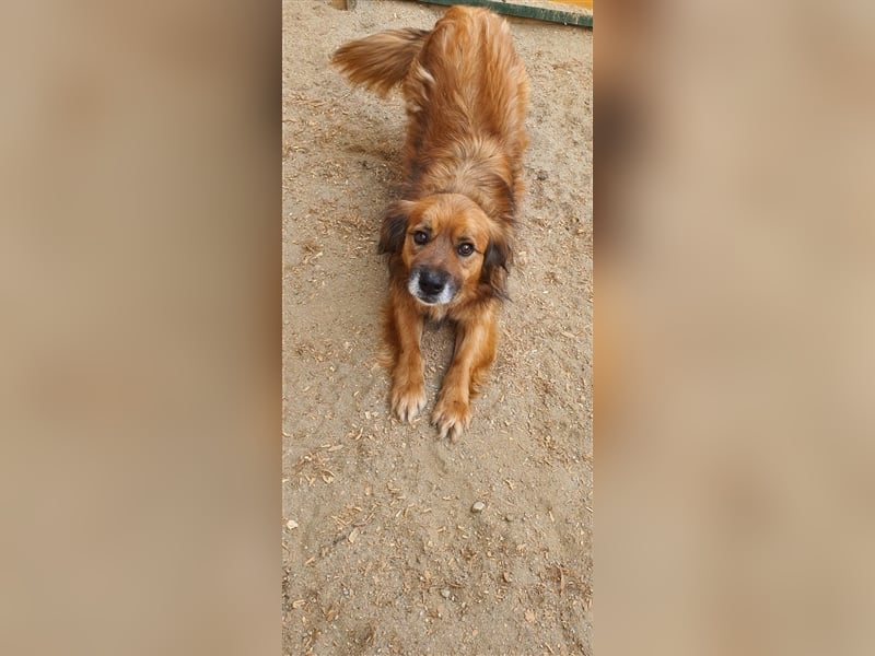 Sam wünscht sich ein Zuhause