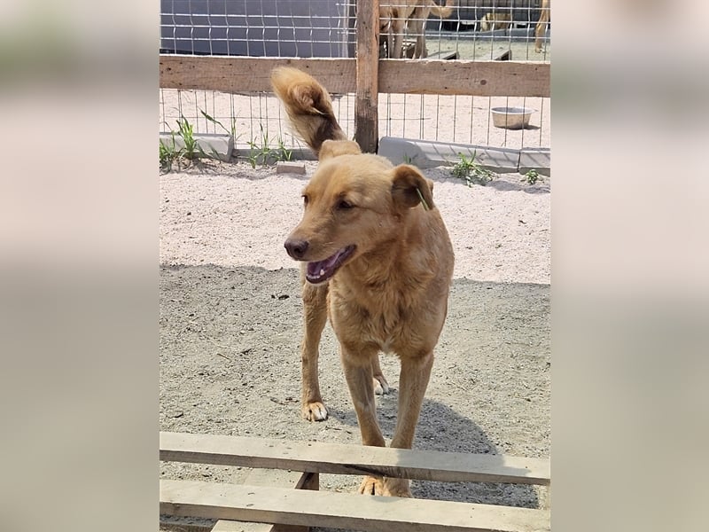 Senta die Schüchterne